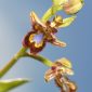 Ophrys speculum subsp. speculum Link