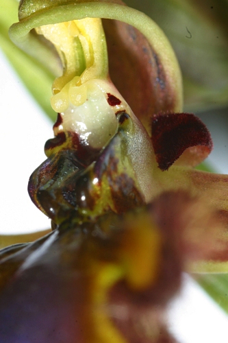 Ophrys speculum subsp. speculum Link
