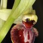 Ophrys sphegodes Mill.