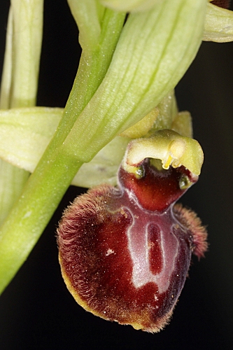 Ophrys sphegodes Mill.