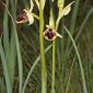 Ophrys sphegodes Mill.
