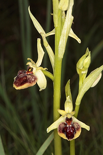Ophrys sphegodes Mill.