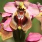 Ophrys tenthredinifera Willd.