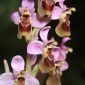 Ophrys tenthredinifera Willd.