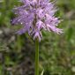 Orchis italica Poir.