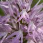 Orchis italica Poir.