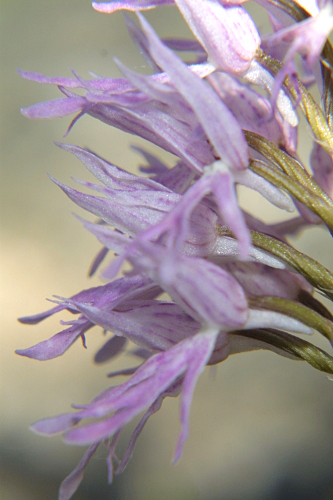 Orchis italica Poir.