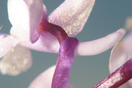 Orchis mascula L.