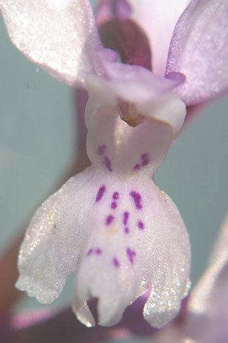 Orchis mascula L.