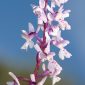 Orchis mascula L.