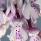 Orchis mascula L.