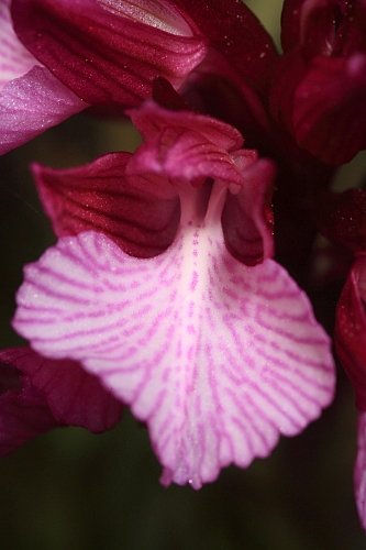 Orchis papilionacea L.