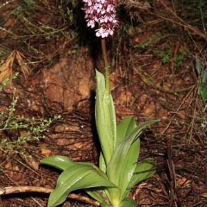 Orchis purpurea Huds.