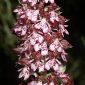 Orchis purpurea Huds.