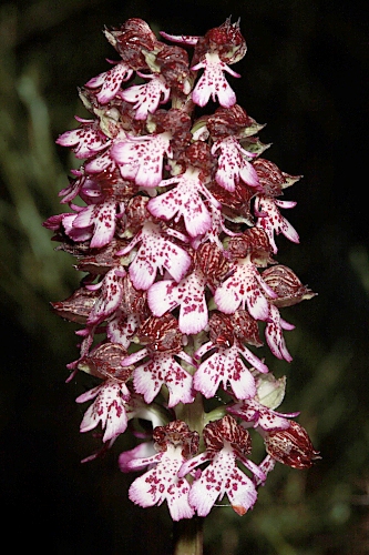Orchis purpurea Huds.