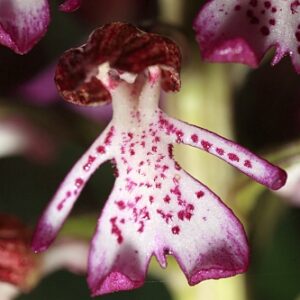 Orchis L.