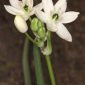 Ornithogalum arabicum L.