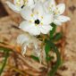 Ornithogalum arabicum L.