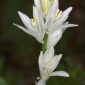 Ornithogalum conncinnum (Salisb.) Cout.