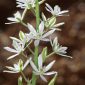 Ornithogalum narbonense L.