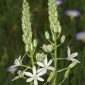 Ornithogalum narbonense L.