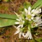 Ornithogalum orthophyllum Ten.