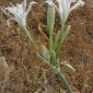 Pancratium maritimum L.