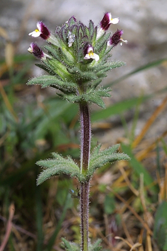 Parentucellia latifolia (L. ) Caruel