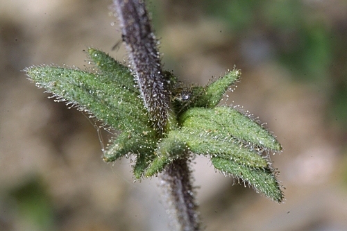 Parentucellia latifolia (L. ) Caruel