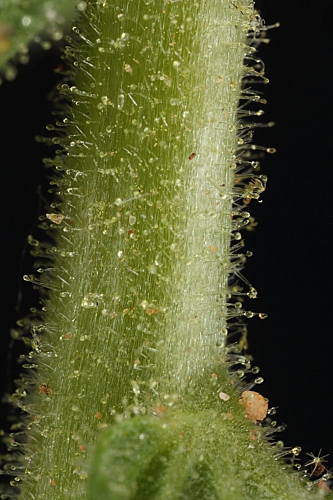 Parentucellia viscosa (L. ) Caruel