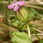 Pedicularis sylvatica L.