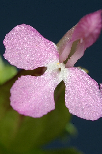 Pedicularis sylvatica L.