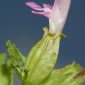 Pedicularis sylvatica L.