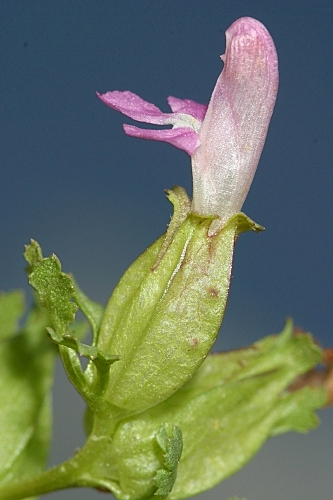 Pedicularis sylvatica L.