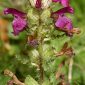 Pedicularis verticillata L.