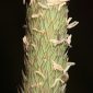 Phalaris paradoxa L.