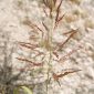 Phragmites australis (Cav.) Trin. ex Steudel