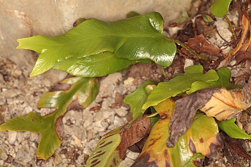 Phyllitis sagittata (DC.) Guinea & Heywood