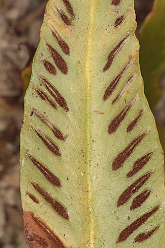 Phyllitis sagittata (DC.) Guinea & Heywood