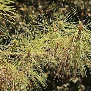 Pinus nigra subsp. salzmannii (Dunal) Franco