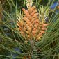 Pinus pinea L.
