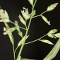 Poa annua L.