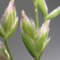 Poa annua L.