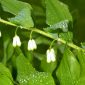 Polygonatum odoratum (Mill.) Druce