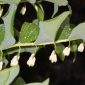 Polygonatum odoratum (Mill.) Druce
