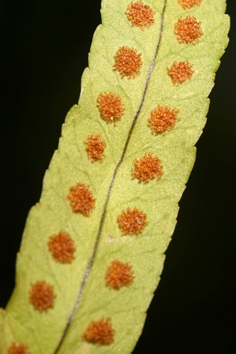 Polypodium cambricum L.