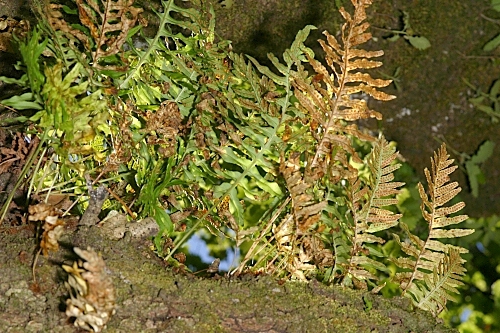 Polypodium cambricum L.