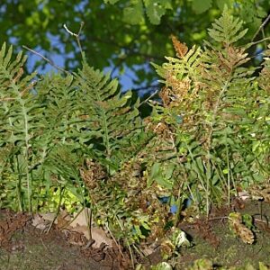 Polypodium cambricum L.