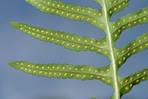 Polypodium vulgare L.