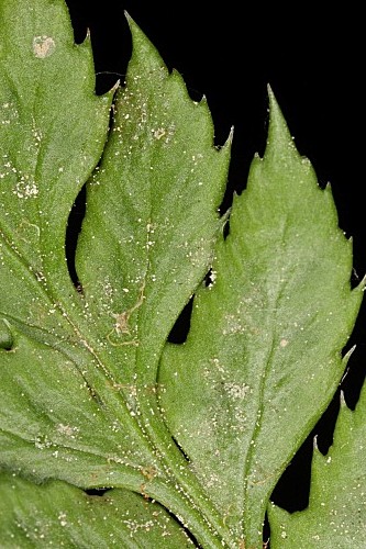 Polystichum aculeatum (L.) Roth